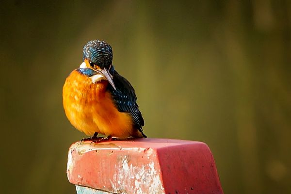 Ulubat Gölü'nden kareler 8