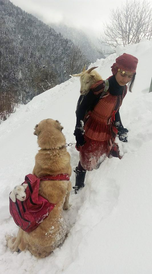 İşte doğum yapan keçiyi taşıyan kızın fotoğrafları 3