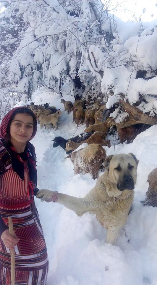 İşte doğum yapan keçiyi taşıyan kızın fotoğrafları 4