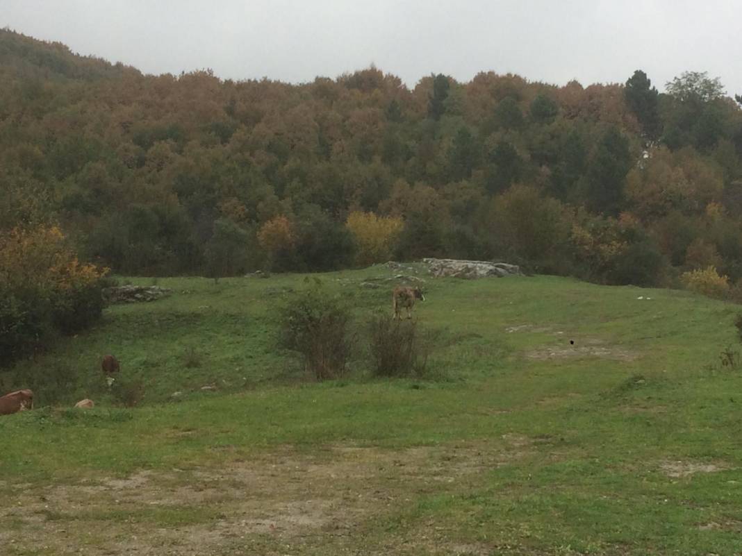 Zonguldak Ereğli'den sonbahar kareleri 3