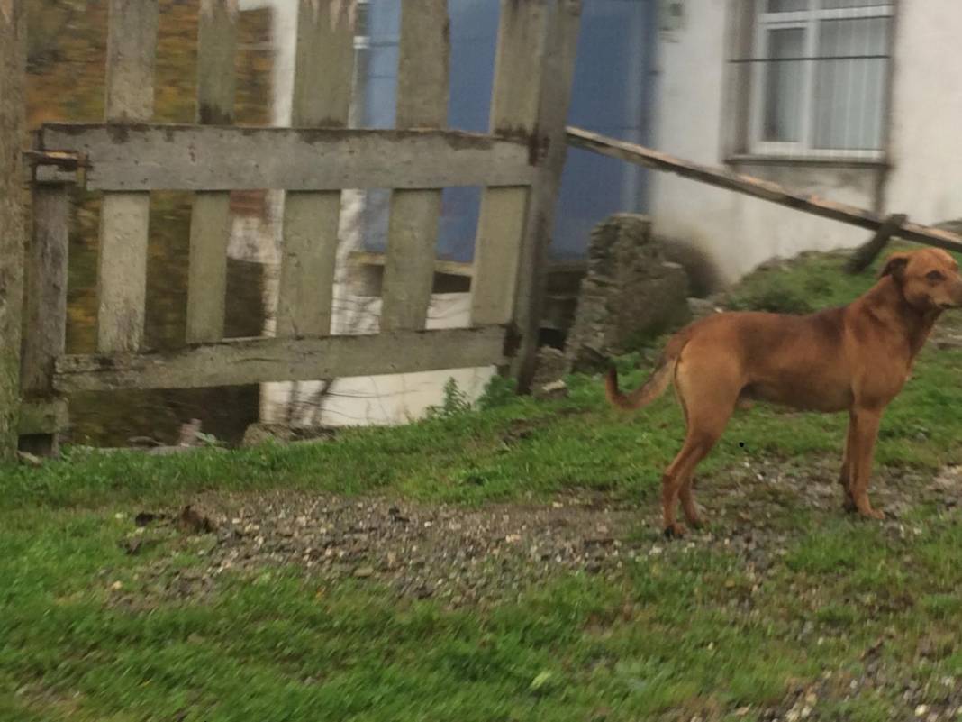 Zonguldak Ereğli'den sonbahar kareleri 4