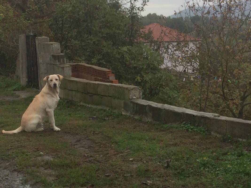 Zonguldak Ereğli'den sonbahar kareleri 5