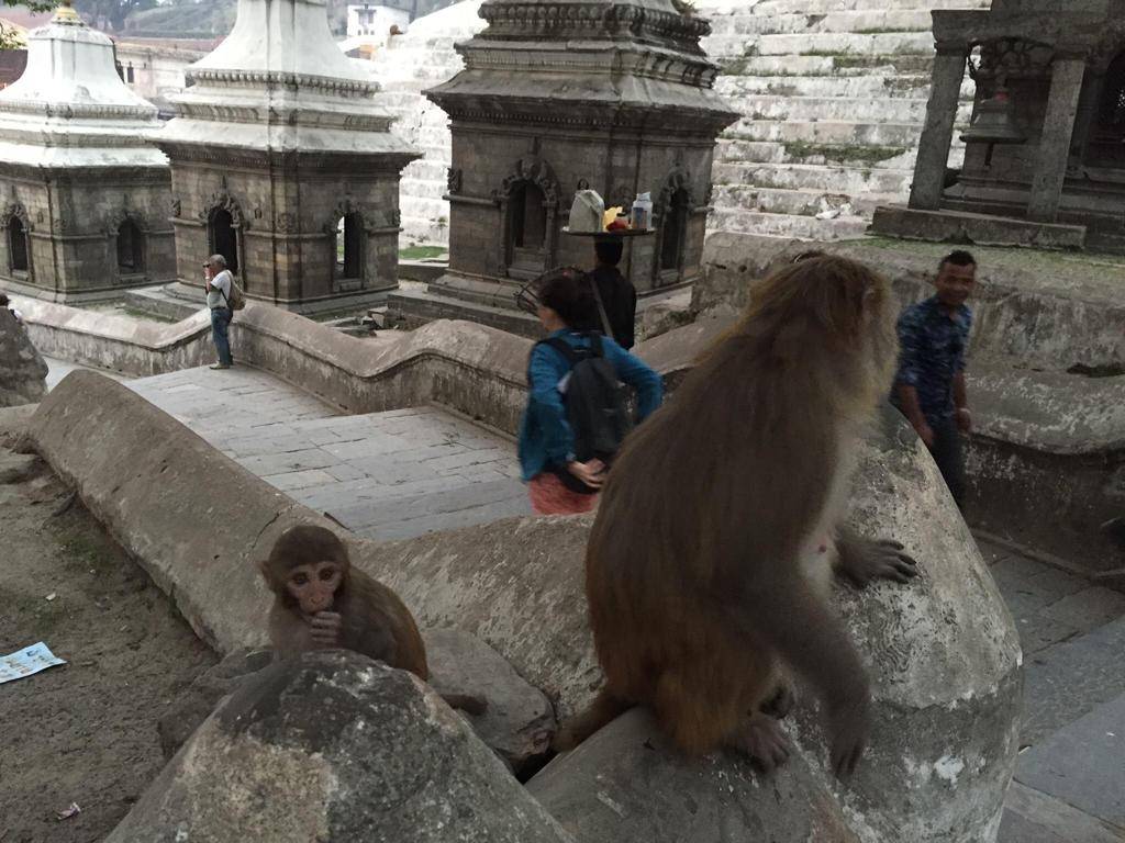 Nepal'den kareler 7