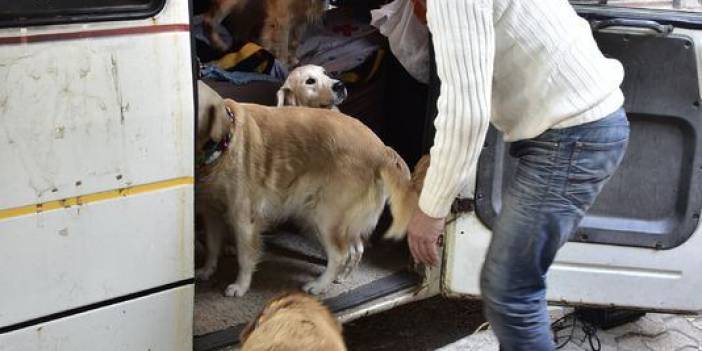Eve dönüştürdüğü minibüste köpekleriyle yaşıyor