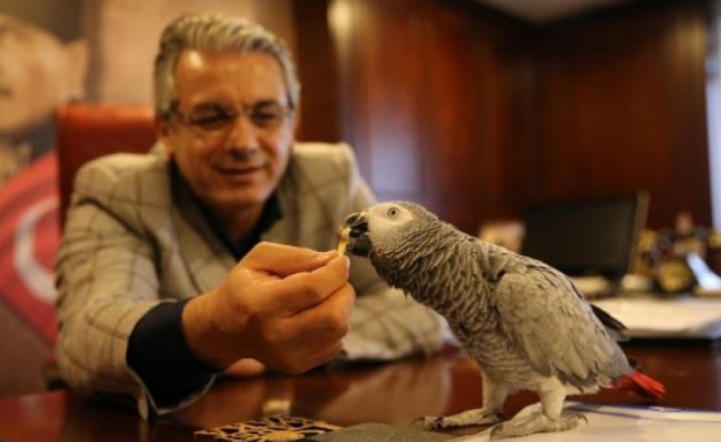 Başkan Akpınar 'papağan işkencesi'ne böyle yanıt verdi!