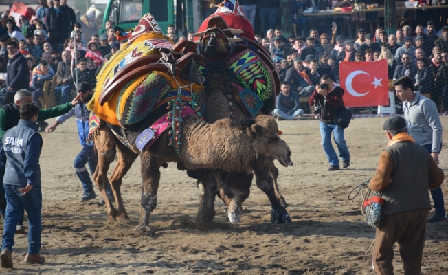 Dikili’de deve güreşleri renkli görüntülere sahne oldu