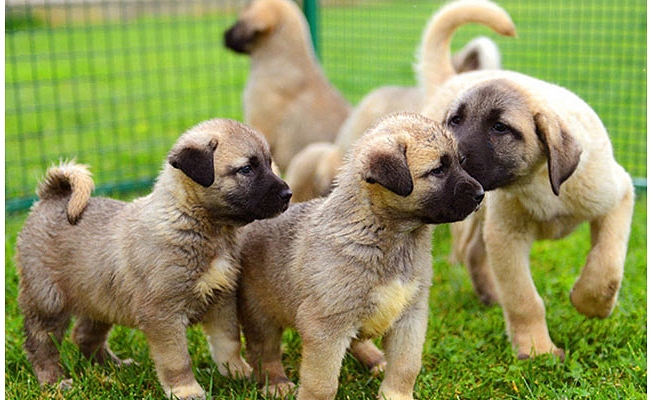 Kangal köpeklerinin yavrularını neden yediği ortaya çıktı