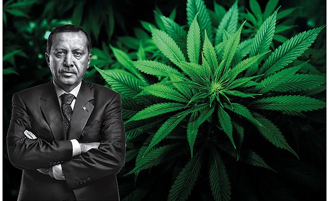 Erdoğan: Bu ilçe kenevir üretiminin merkezi olacak