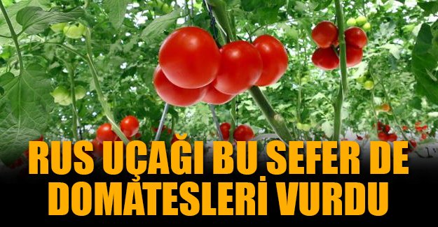 Rusya-Türkiye krizi domatesi vurdu