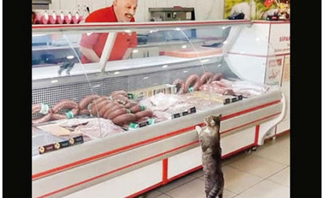 Videosu 3 milyar kez izlenmişti: Kedi 'Yeşim' öldü...