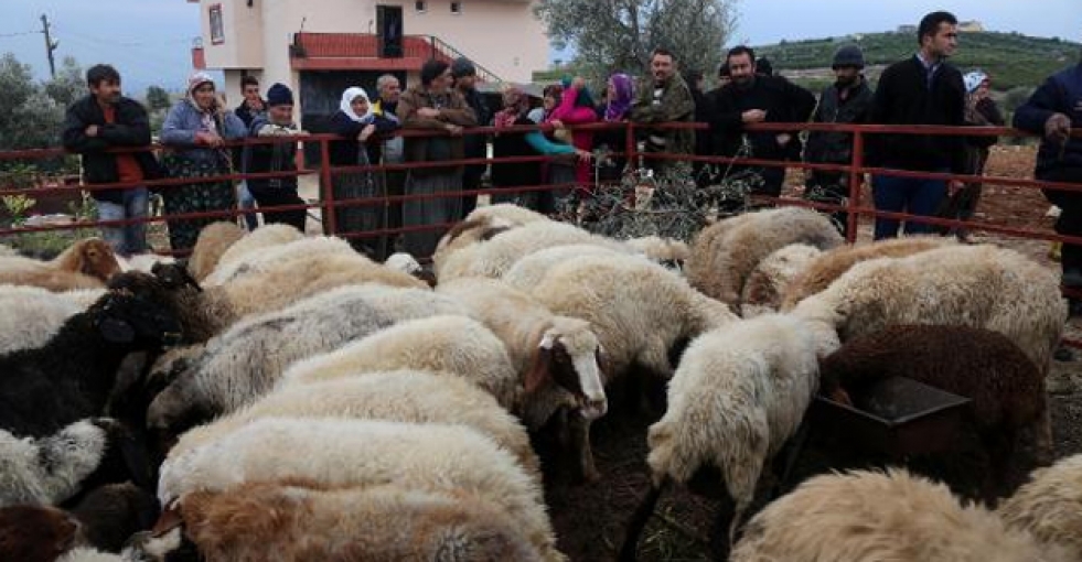 Bomba şüphesiyledurdurulan minibüsten çalıntı koyun çıktı