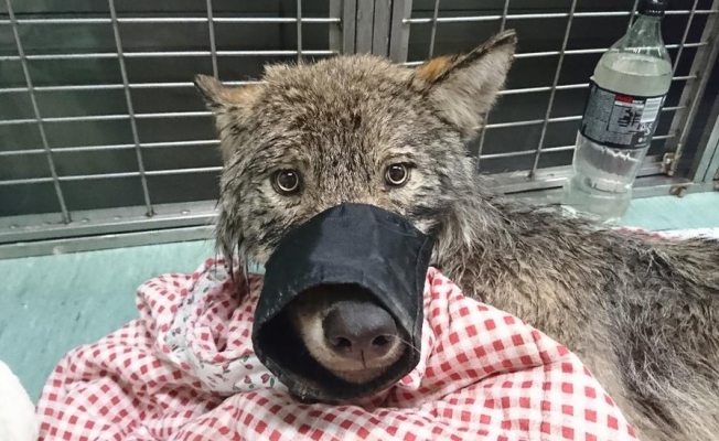 Köpek sanıp kurtardıkları hayvan kurt çıktı