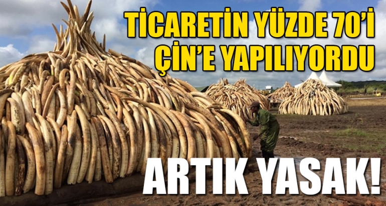 Çin ticaretinin yüzde 70'i kendisine yapılan fildişini yasakladı