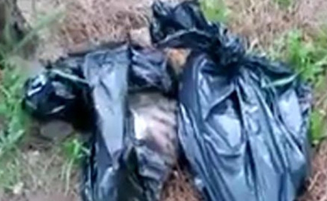 Ormanlık alanda poşetler içinde 6 kedi ölüsü bulundu