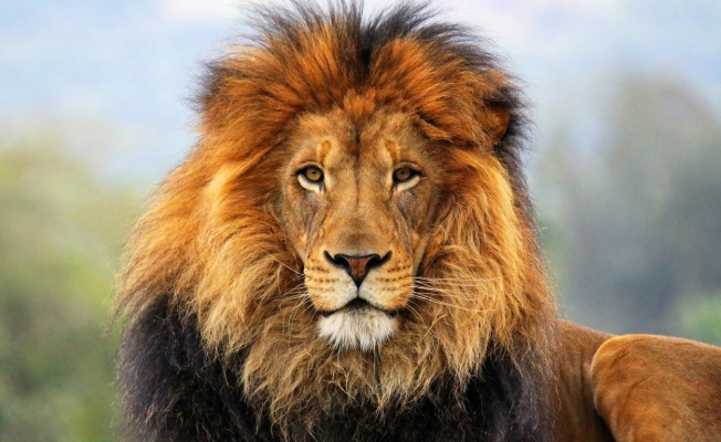Beslediği aslan tarafından öldürüldü