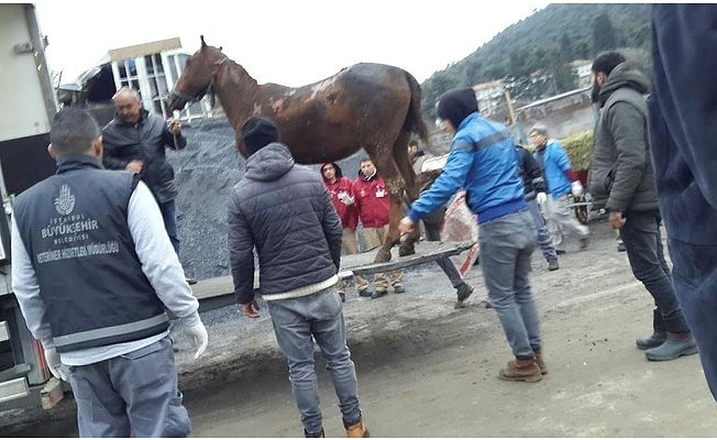 Büyükada’da yanan 9 atla ilgili ahır sahibinin hapsi istendi