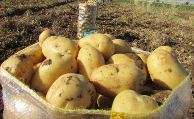 Patateste gümrük vergisi sıfırlandı