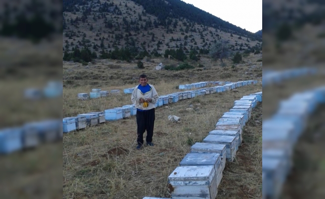 Mısır üretimi arıcıların kabusu oldu!
