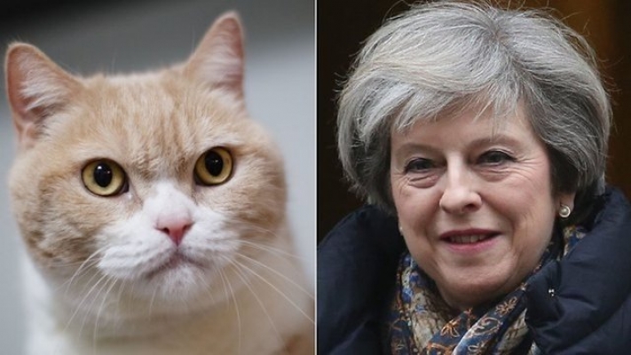 Fransız bakan kedisinin ismini 'Brexit' koydu