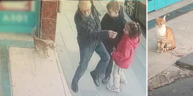 Yoldan geçenlere 'sataşan' kedi sosyal medyada fenomen oldu