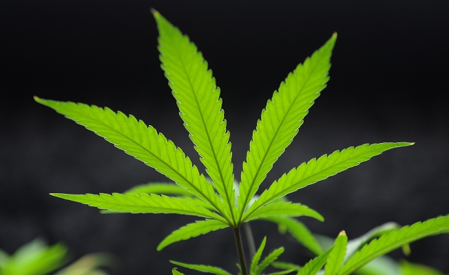 Milliyet yazarı: Marihuana sağlığa iyi geliyor