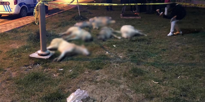 Köpekleri katleden üç kişi serbest bırakıldı