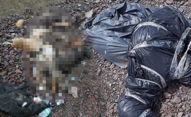 Ankara’da yine köpek katliamı!