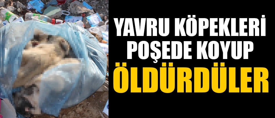 Yavru köpekleri poşete koyup öldürdüler!