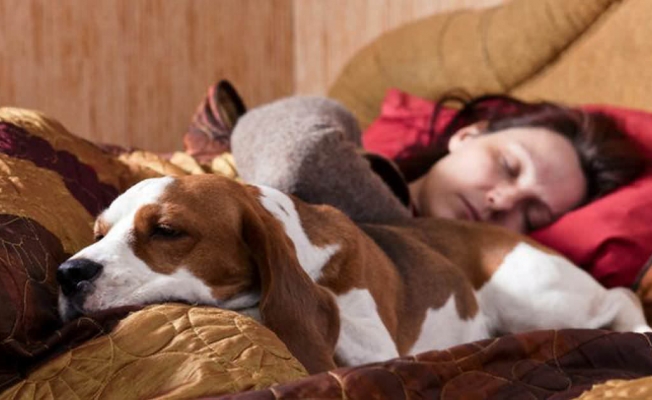 'Kadınlar için bir köpekle uyumak bir erkekle uyumaktan daha iyi'
