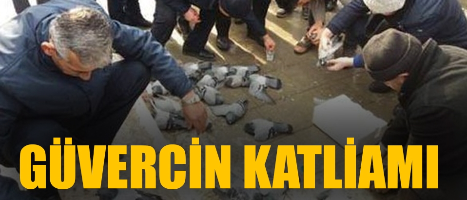 Kırıkkale'de güvercin katliamı