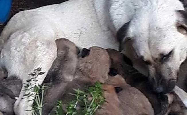 Kedi ve köpekleri zehirleyerek öldürdüler