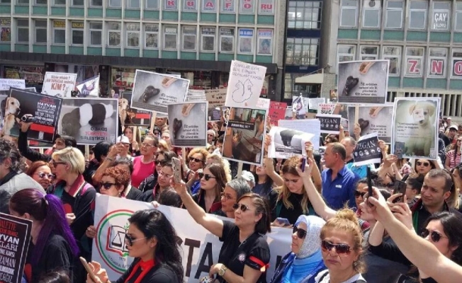 Hayvan hakları savunucuları Ankara’da buluştu