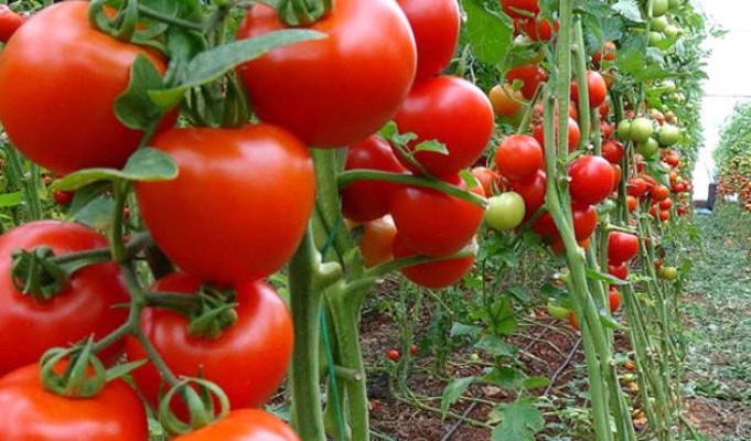 Rusya'dan ihracatta yeni şart: Domatese karşılık et