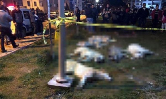 Ankara'daki köpek katliamına istenen ceza belli oldu