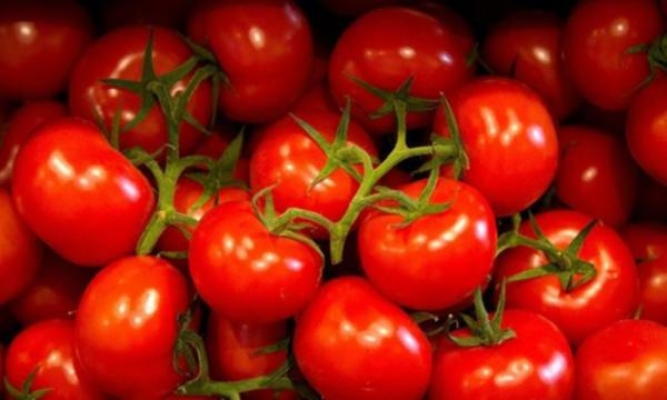 Rusya 21 ton domatesi geri çevirdi