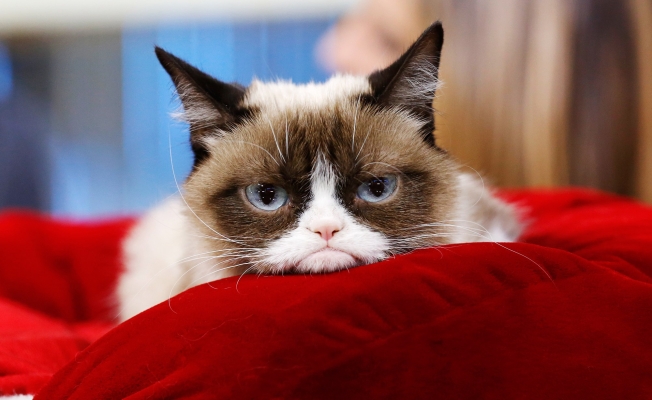 Fenomen kedi Grumpy Cat öldü