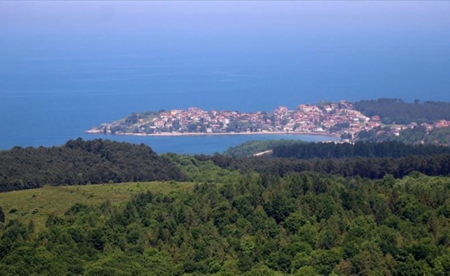Kandıra'da binlerce ağacı katletme planı