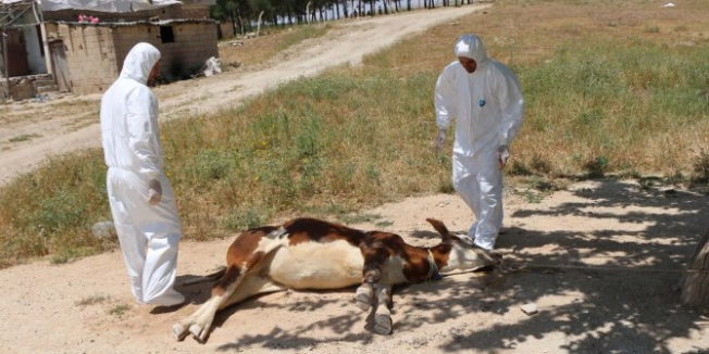 Adıyaman'da bir köy karantinaya alındı