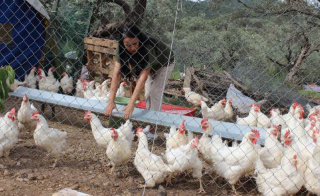 Kesilecek tavuklar duyarlı yurttaşlar tarafından özgürleştirildi