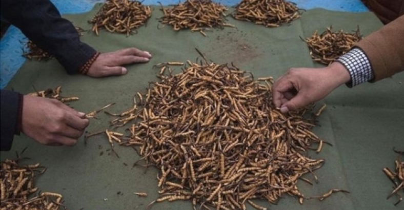 Kilosu 20 bin dolara Çin tırtıl mantarı