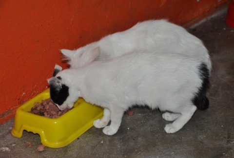 Yüksekova'dan 35 kedi Bitlis'e getirildi
