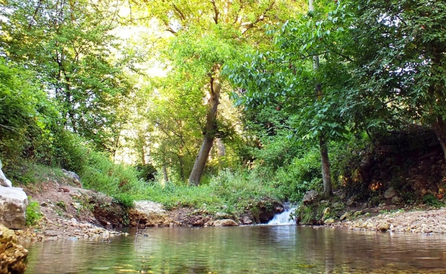 Istranca Ormanları’nın ölüm fermanı  