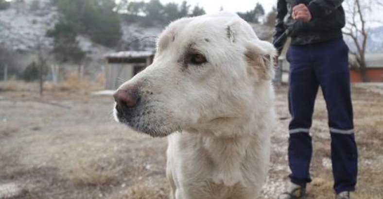 Çoban'ın sopayla dövdüğü köpek yeni sahibiyle