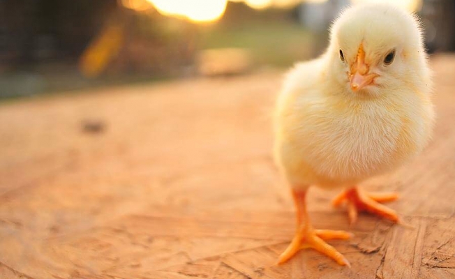 Faşizm yalnızca insanları değil, onları da katlediyor