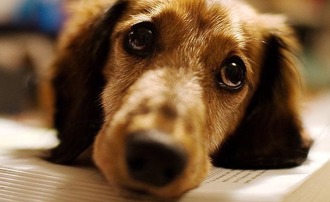 Köpeklerin bakışlarındaki üzgünlüğün nedeni...