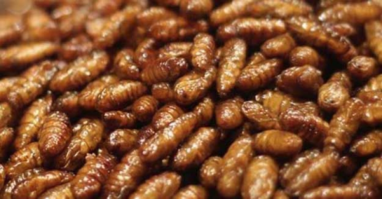 Bilim insanları uyardı! Afrika'dan sonra Asya ve Akdeniz'e yayıldı