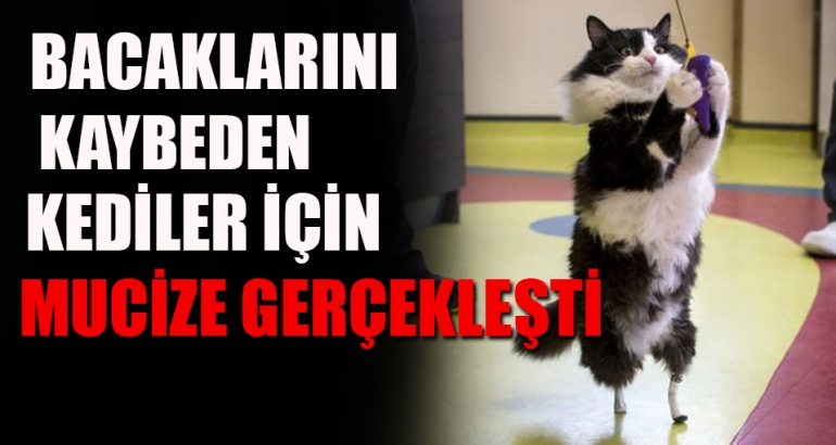 Bacaklarını kaybeden kedilere mucize operasyon