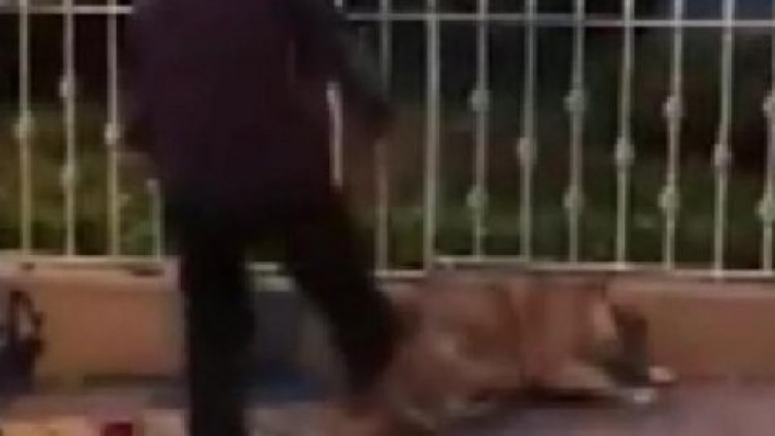 Kadıköy'de yerde yatan köpeği tekmeleyen kişiye para cezası