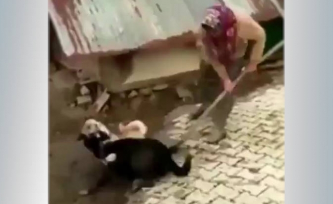 Köpekleri kürekle döven kadına soruşturma başlatıldı