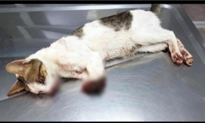 Sessiz kalmayın: Kedi katliamı var!